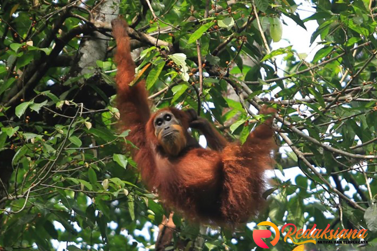 Empat Orangutan Dilepasliarkan di Kawasan Hutan Lindung 