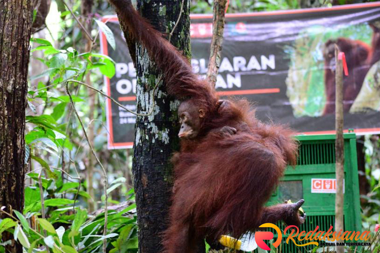 Empat Orangutan Dilepasliarkan di Kawasan Hutan Lindung