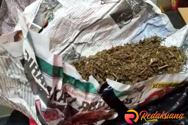 Kurir Bawa Ganja 2 Kg Ditangkap di Magelang