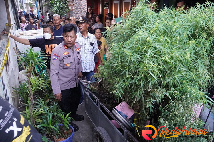 Kebun Ganja di Genteng Cengkareng Akhirnya Terbongkar