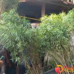 Kebun Ganja di Genteng Cengkareng Akhirnya Terbongkar