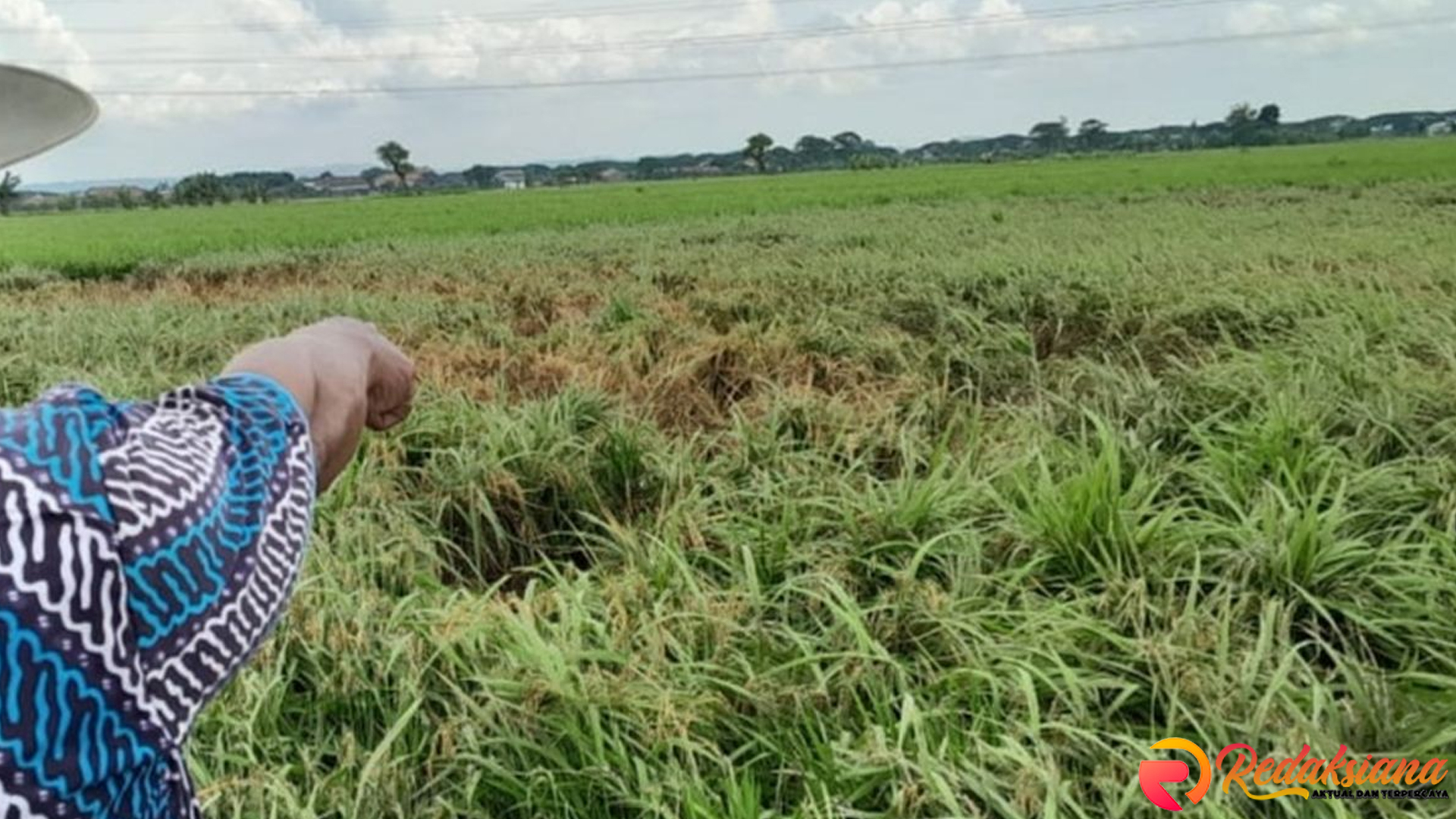 Wereng Cokelat Serang Demak, Petani Hadapi Kerugian Masif