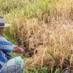 Wereng Cokelat Serang Demak, Petani Hadapi Kerugian Masif