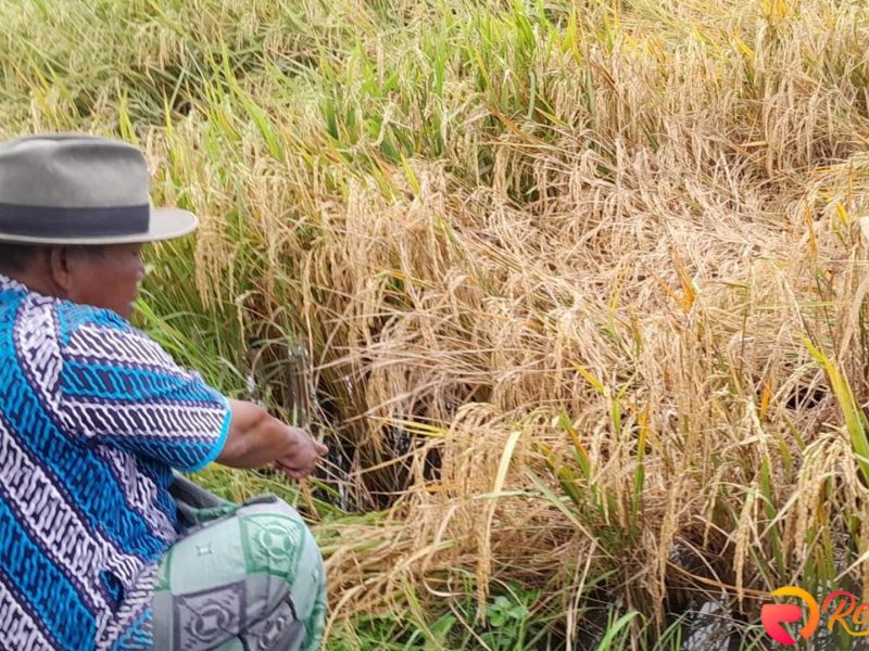 Wereng Cokelat Serang Demak, Petani Hadapi Kerugian Masif