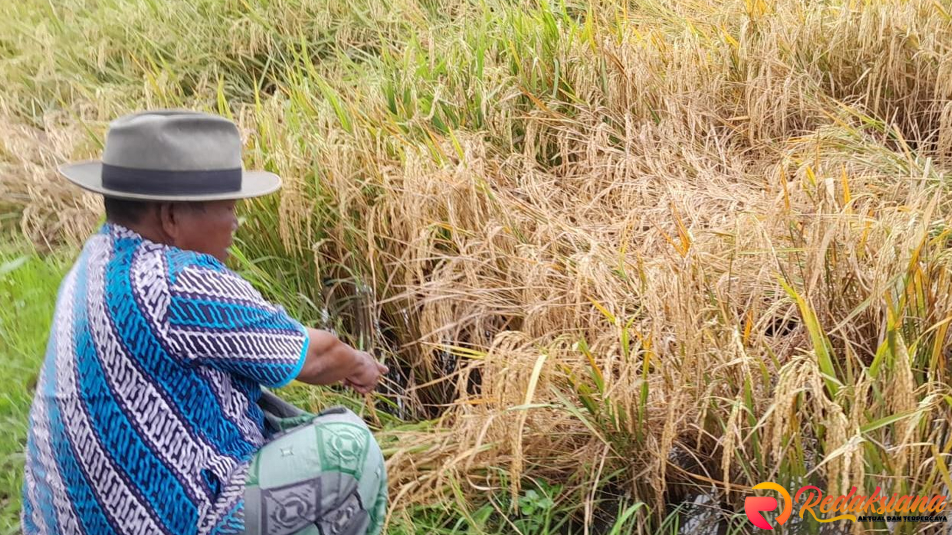 Wereng Cokelat Serang Demak, Petani Hadapi Kerugian Masif