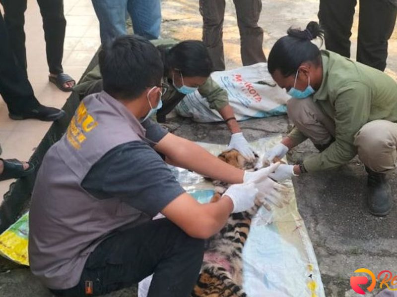 Polisi Rohul Ringkus 6 Pelaku Pembunuhan Harimau Sumatera