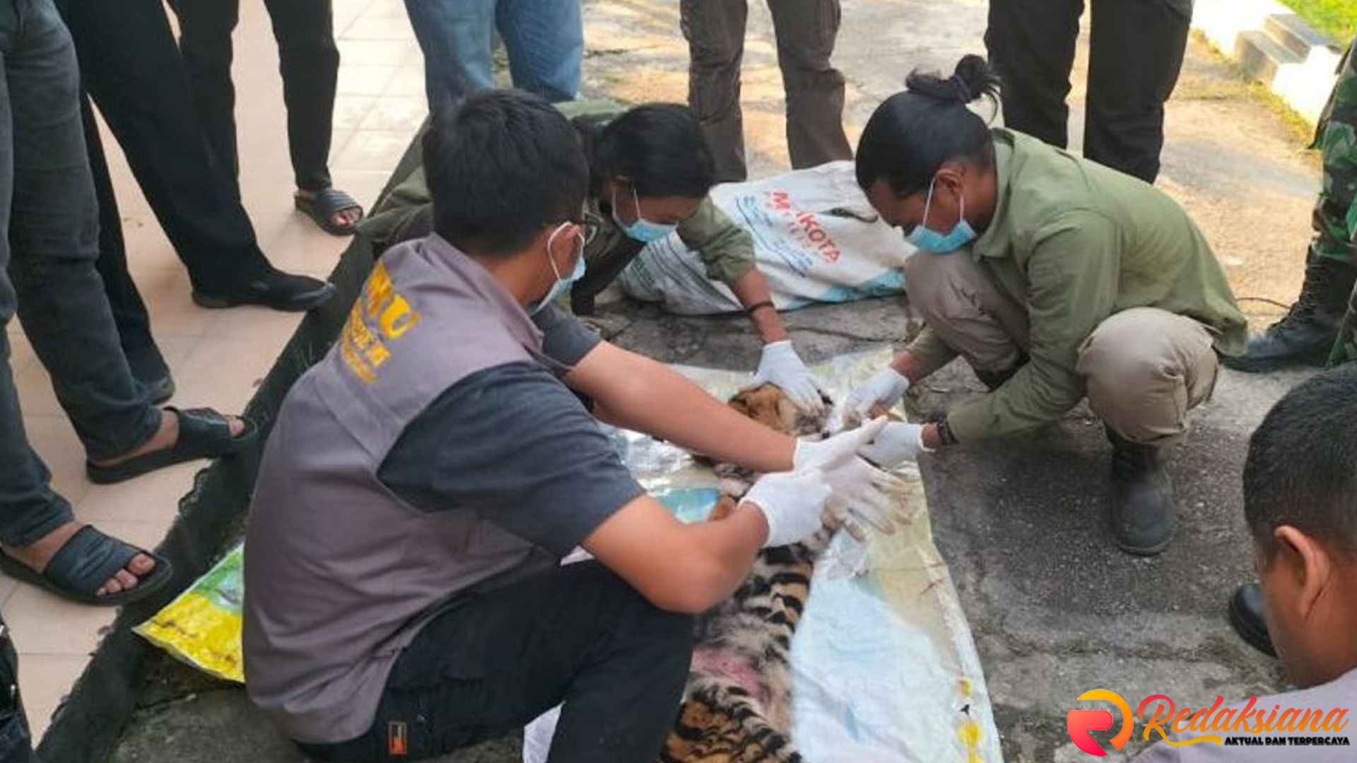 Polisi Rohul Ringkus 6 Pelaku Pembunuhan Harimau Sumatera